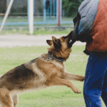 Apartment Complex Dog Bite Accident Lawyers Serving Fort Lauderdale