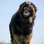 Dog Bite Accident Lawyers in Fort Lauderdale