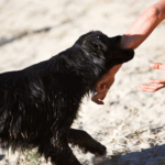Fort Lauderdale Child Dog Bite Accident Attorneys